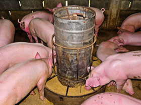 pasta de canola en dieta de cerdos, FIGAP