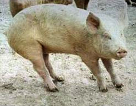 Artritis en cerdos, el sitio porcino