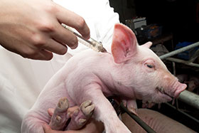  castracion de cerdos,Miguel Angel Higuera, angrogapo