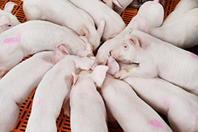 Raciones para cerdos de destete temprano, el sitio porcino