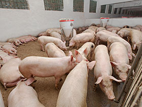 tendencias del  mercado internacional de cerdo