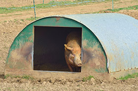 crianza de cerdos al pastoreo, el sitio porcino
