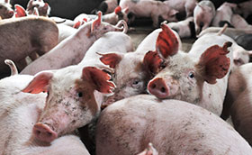 gestion en granjas porcinas,el sitio avicola,chris wrigh