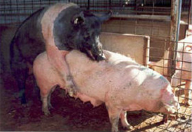 manejo de cerdos, verraco, reproduccion porcina, cerdos, el sitio porcino, chris wright, editor
