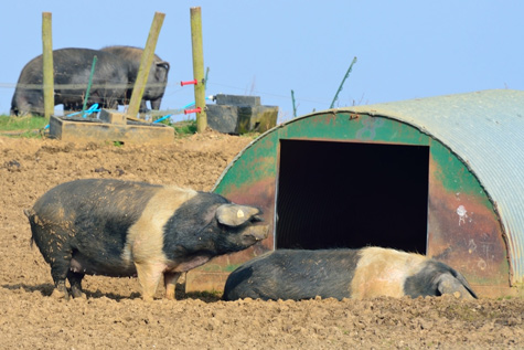 pro y contra de cria de cerdo al aire libre, el sitio porcino,chris wright