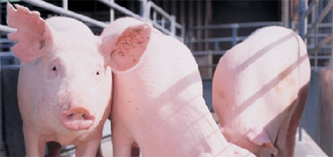 estres calorico en cerdos, chris wright, el sitio porcino, porcicultura