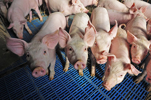 influenza porcina afecta lechones