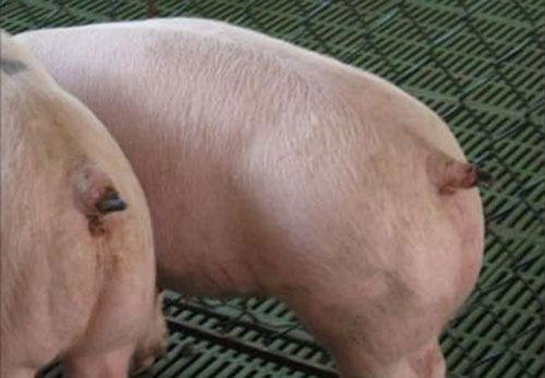  Lesiones necroticas en colas causadas por ergotismo en cerdos