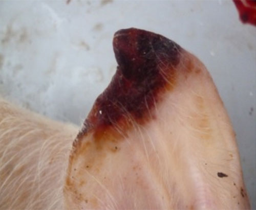 Lesiones-necroticas-en punta de pabellones auriculares en-cerdos