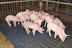  fosforo para cerdos-nutricion para cerdos-el sitio porcino-chris wright