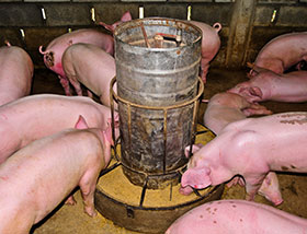  costes de alimentacion de cerdos, el sitio porcino, chris wright