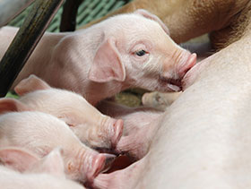 crianza de cerdos, el sitio porcino