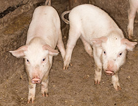 Biomin, salud porcina, el sitio avicola