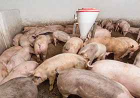 Biomin, Salud intestinal y manejo de los cerdos, el sitio porcino, chris wright