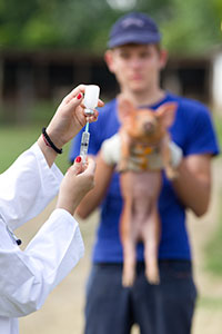 vacunacion para cerdos, diarrea en cerdos