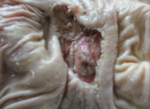 ulcera gastroesofagica del cerdo