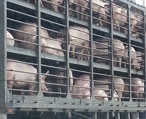transporte de cerdos, el sitio porcino