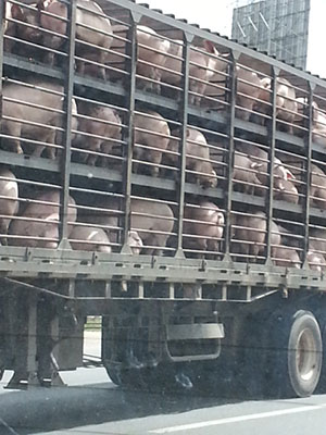 transporte de cerdos, el sitio porcino, bioseguridad durante transporte de cerdos