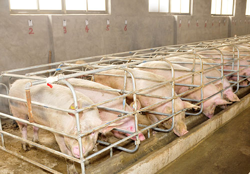 PRSS, bioseguridad porcina, el sitio porcino