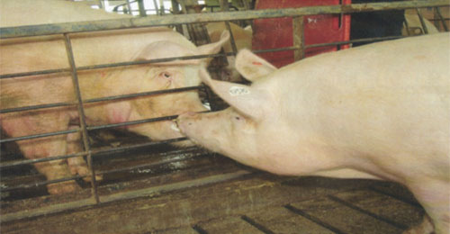 inseminacion artificial en cerdos, el sitio porcino