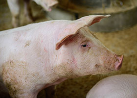 causa de hernias en cerdos-el sitio porcino