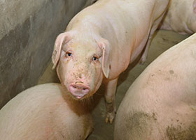  alojamiento en la produccion de cerdos-el sitio porcino