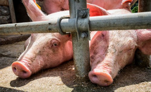 infertilidad estacional en cerdos, el sitio porcino