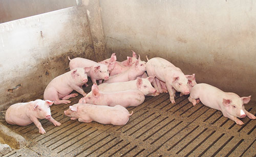 nutricion porcina, lechones-cerdos de peso bajo-el sitio porcino
