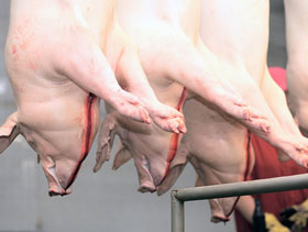 Salmonella en cerdos ElSitioPorcino