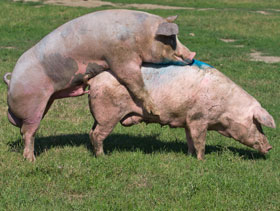 Apreamiento de cerdos  el sitio porcino