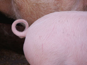 mordiscos de cerdos El Sitio Porcino
