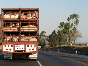 transporte de cerdos  ElSitioPorcino