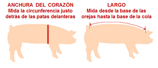 Cuanto Pesa El Cerdo Mas Grande Del Mundo