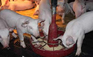  Granja Porcina Topoyanes usa el excremento de cinco mil cerdos para generar electricidad a través del biogas