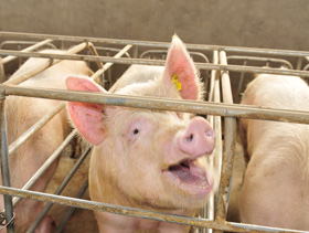 Jaulas de gestación 