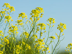 uso de canola en alimentos balanceados para animales y cerdos