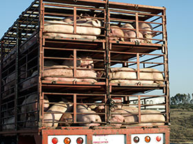 bioseguridad durante el transporte de cerdos y porcinos,