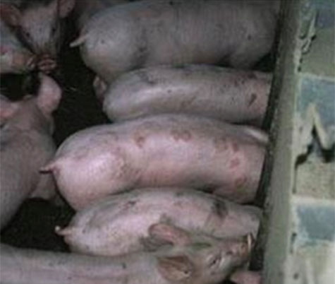 lesiones diamante en el dorso de cerdo