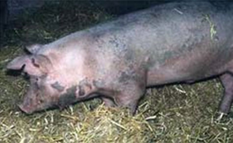  necrosis y erisipela en cerdos