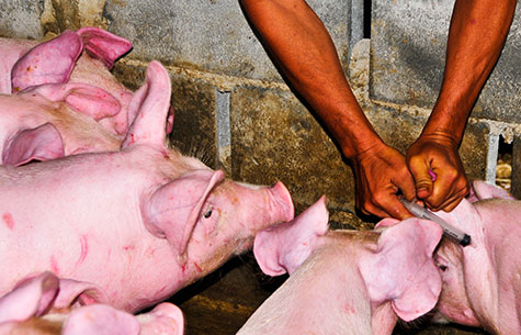 Vacunar para proteger cerdos