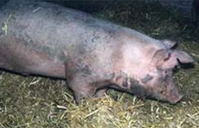  erisipela, salud porcina, MSD