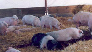 Cria basica de primerizas y marranas