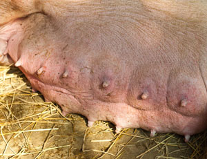 Cria-basica-de-primerizas-y-marranas,-el-sitio-porcino,-chris-wrigh