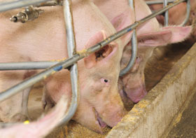  alimentacion cerdos, cerdas,el sitio porcino,chris wright