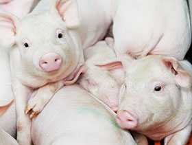 el sitio porcino,chris wright, destete precoz de lechones