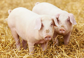 Joaquin A. Paulino, Manejo de un cerdito destetado temprano, el sitio porcino