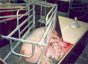 Cria basica de primerizas y marranas lactacion, el sitio porcino,chris wrigh