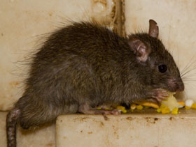  roedores silvestres in granjas de cerdos, el sitio porcino, chris wright,  editor