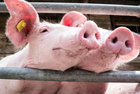 alimentos-balanceados-para-animales,-el-sitio-porcino,-chris-wright,-editor,-