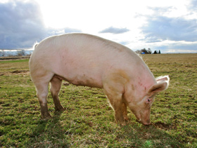 Producción porcina al aire libre, el sitio porcino, chris wright, editor